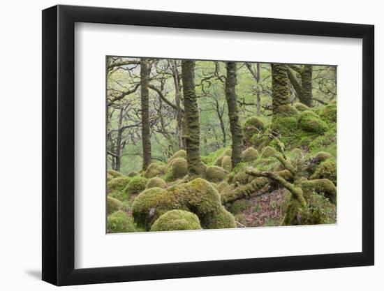 Oak Woodland in Spring with Moss Covered Rocks, Sunart Oakwoods, Ardnamurchan, Highland, Scotland-Peter Cairns-Framed Photographic Print