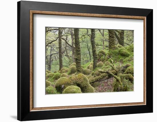 Oak Woodland in Spring with Moss Covered Rocks, Sunart Oakwoods, Ardnamurchan, Highland, Scotland-Peter Cairns-Framed Photographic Print