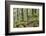 Oak Woodland in Spring with Moss Covered Rocks, Sunart Oakwoods, Ardnamurchan, Highland, Scotland-Peter Cairns-Framed Photographic Print