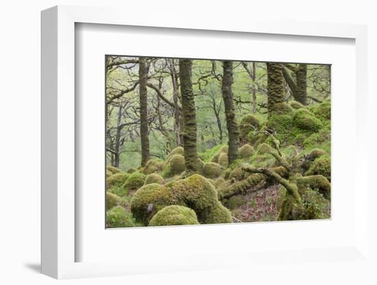 Oak Woodland in Spring with Moss Covered Rocks, Sunart Oakwoods, Ardnamurchan, Highland, Scotland-Peter Cairns-Framed Photographic Print