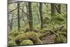 Oak Woodland in Spring with Moss Covered Rocks, Sunart Oakwoods, Ardnamurchan, Highland, Scotland-Peter Cairns-Mounted Photographic Print