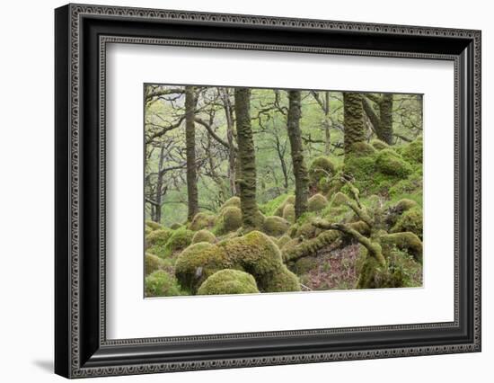 Oak Woodland in Spring with Moss Covered Rocks, Sunart Oakwoods, Ardnamurchan, Highland, Scotland-Peter Cairns-Framed Photographic Print