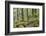 Oak Woodland in Spring with Moss Covered Rocks, Sunart Oakwoods, Ardnamurchan, Highland, Scotland-Peter Cairns-Framed Photographic Print