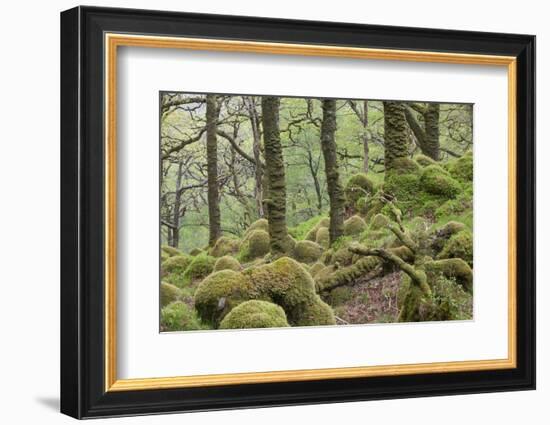 Oak Woodland in Spring with Moss Covered Rocks, Sunart Oakwoods, Ardnamurchan, Highland, Scotland-Peter Cairns-Framed Photographic Print