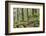 Oak Woodland in Spring with Moss Covered Rocks, Sunart Oakwoods, Ardnamurchan, Highland, Scotland-Peter Cairns-Framed Photographic Print