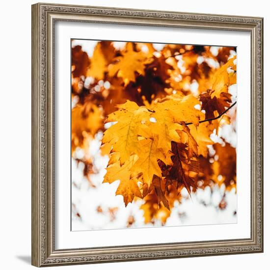 Oakl Leaves-Philippe Sainte-Laudy-Framed Photographic Print