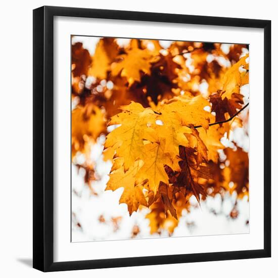 Oakl Leaves-Philippe Sainte-Laudy-Framed Photographic Print
