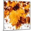 Oakl Leaves-Philippe Sainte-Laudy-Mounted Photographic Print
