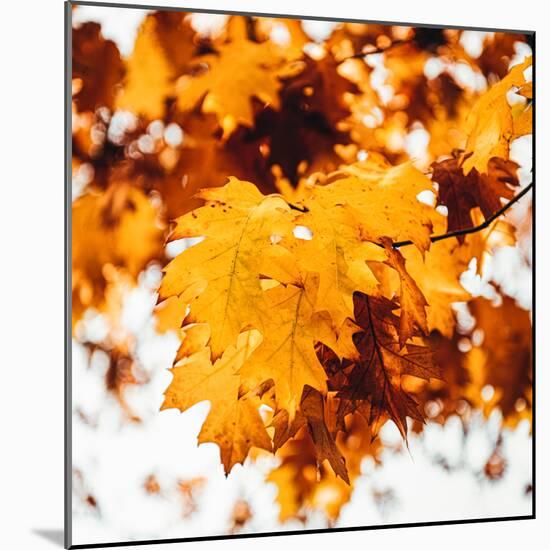 Oakl Leaves-Philippe Sainte-Laudy-Mounted Photographic Print