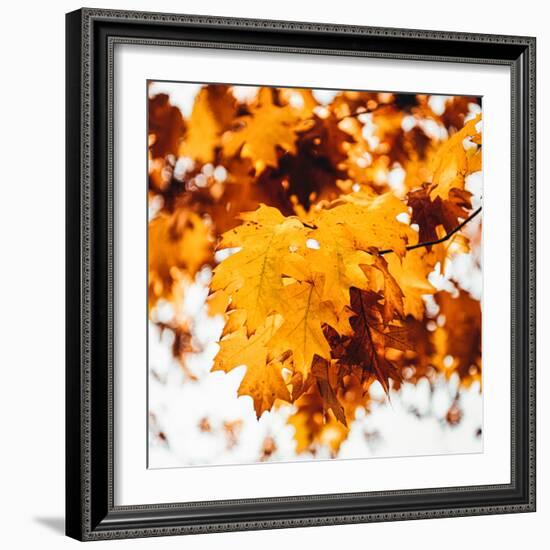 Oakl Leaves-Philippe Sainte-Laudy-Framed Photographic Print