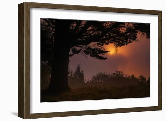 Oakland Sun & Fog Abstract Oak Tree Silhouette Montclair Hills East Bay-Vincent James-Framed Photographic Print