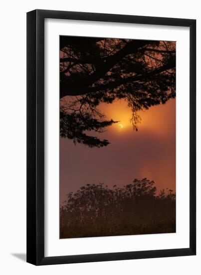 Oakland Sun & Fog Abstract With Trees Montclair Hills East Bay-Vincent James-Framed Photographic Print