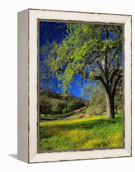 Oaks and Flowers, California, USA-John Alves-Framed Premier Image Canvas