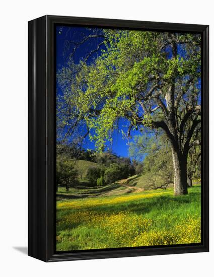 Oaks and Flowers, California, USA-John Alves-Framed Premier Image Canvas