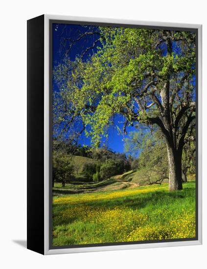 Oaks and Flowers, California, USA-John Alves-Framed Premier Image Canvas