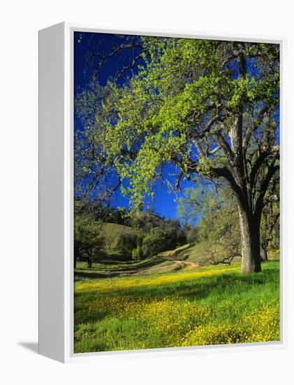 Oaks and Flowers, California, USA-John Alves-Framed Premier Image Canvas