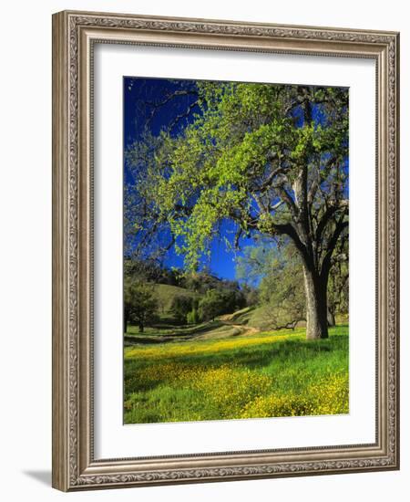 Oaks and Flowers, California, USA-John Alves-Framed Photographic Print