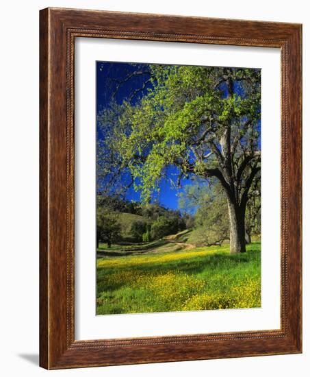 Oaks and Flowers, California, USA-John Alves-Framed Photographic Print