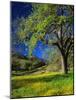 Oaks and Flowers, California, USA-John Alves-Mounted Photographic Print