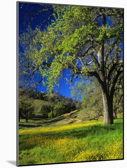 Oaks and Flowers, California, USA-John Alves-Mounted Photographic Print