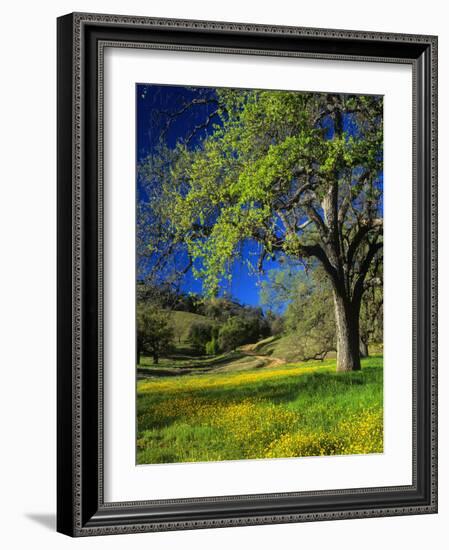 Oaks and Flowers, California, USA-John Alves-Framed Photographic Print