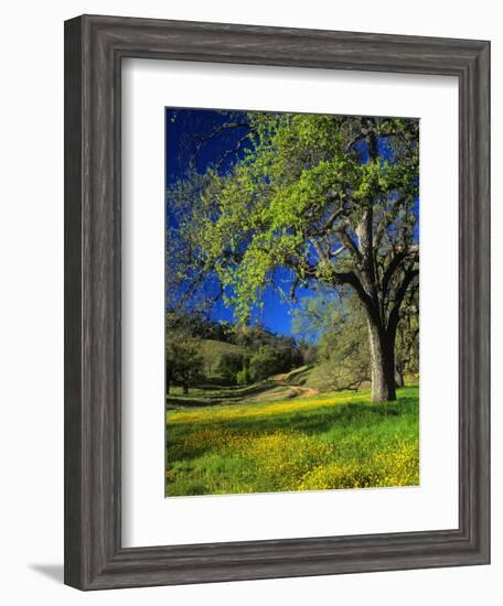 Oaks and Flowers, California, USA-John Alves-Framed Photographic Print