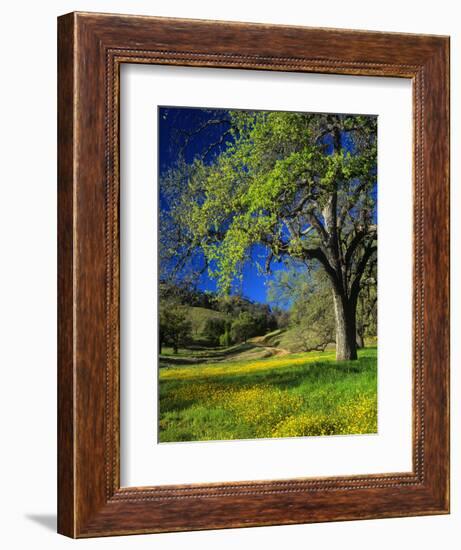 Oaks and Flowers, California, USA-John Alves-Framed Photographic Print