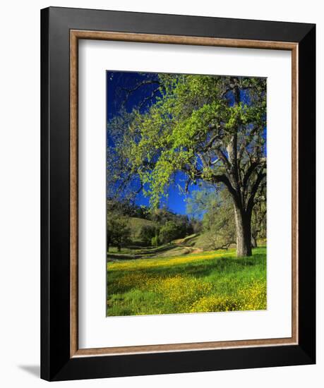 Oaks and Flowers, California, USA-John Alves-Framed Photographic Print