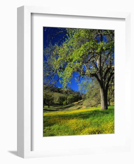 Oaks and Flowers, California, USA-John Alves-Framed Photographic Print