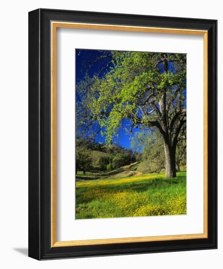 Oaks and Flowers, California, USA-John Alves-Framed Photographic Print