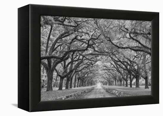 Oaks Avenue 1 BW-Moises Levy-Framed Premier Image Canvas