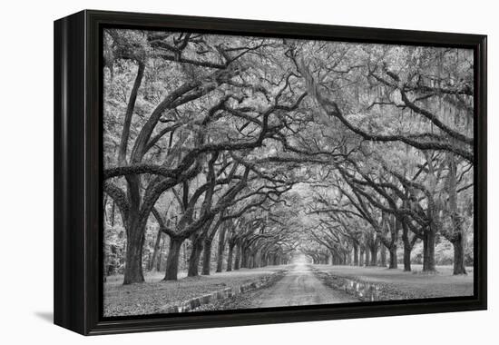 Oaks Avenue 1 BW-Moises Levy-Framed Premier Image Canvas