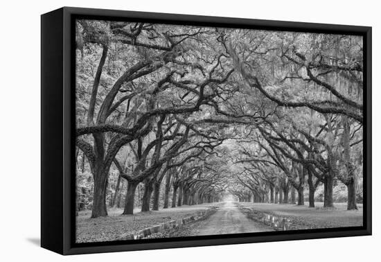 Oaks Avenue 1 BW-Moises Levy-Framed Premier Image Canvas