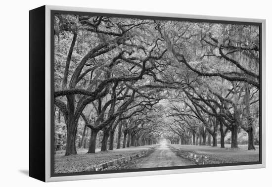 Oaks Avenue 1 BW-Moises Levy-Framed Premier Image Canvas