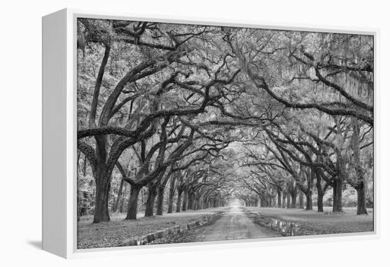 Oaks Avenue 1 BW-Moises Levy-Framed Premier Image Canvas