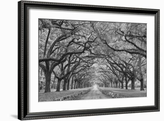 Oaks Avenue 1 BW-Moises Levy-Framed Photographic Print