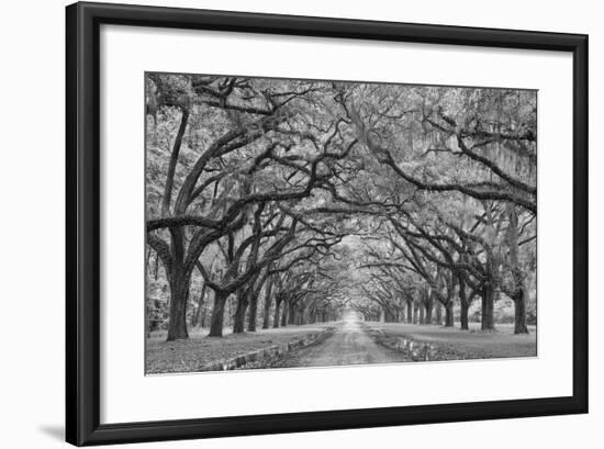 Oaks Avenue 1 BW-Moises Levy-Framed Photographic Print