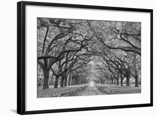 Oaks Avenue 1 BW-Moises Levy-Framed Photographic Print