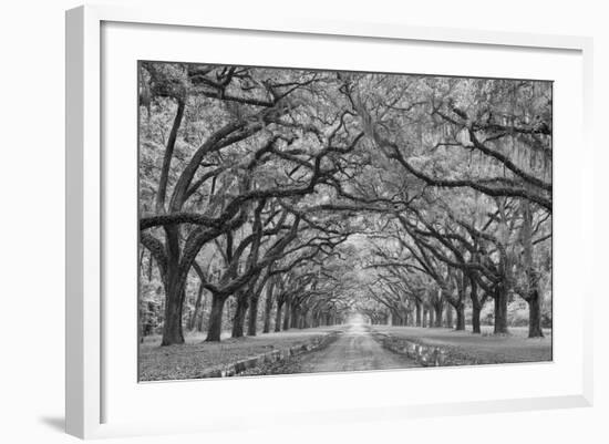 Oaks Avenue 1 BW-Moises Levy-Framed Photographic Print