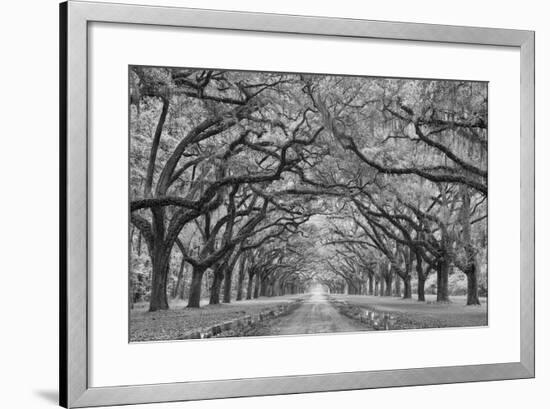 Oaks Avenue 1 BW-Moises Levy-Framed Photographic Print