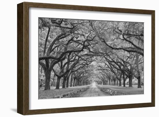 Oaks Avenue 1 BW-Moises Levy-Framed Photographic Print