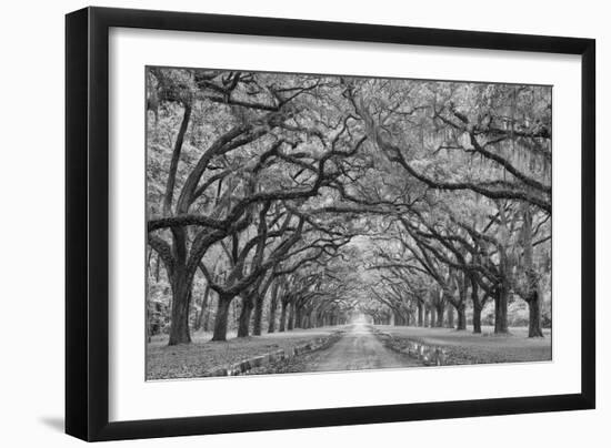 Oaks Avenue 1 BW-Moises Levy-Framed Photographic Print