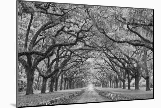 Oaks Avenue 1 BW-Moises Levy-Mounted Photographic Print