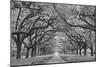 Oaks Avenue 1 BW-Moises Levy-Mounted Photographic Print