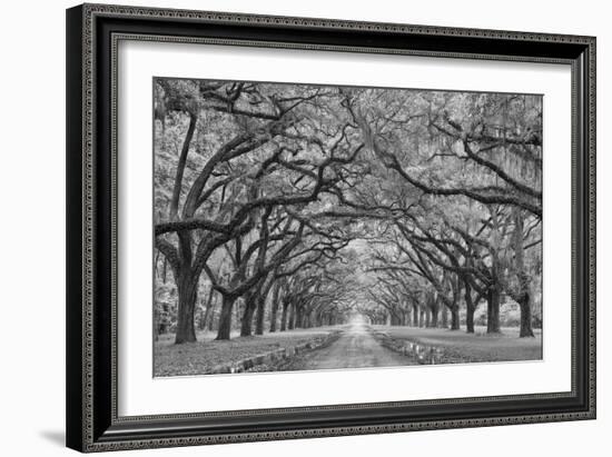 Oaks Avenue 1 BW-Moises Levy-Framed Photographic Print