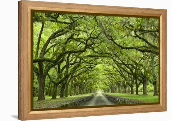 Oaks Avenue 1-Moises Levy-Framed Premier Image Canvas