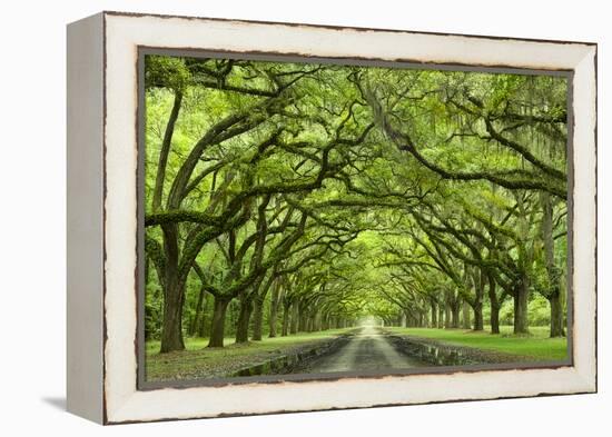 Oaks Avenue 1-Moises Levy-Framed Premier Image Canvas