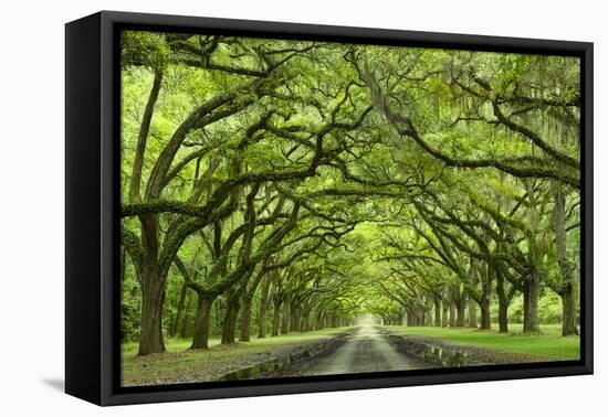 Oaks Avenue 1-Moises Levy-Framed Premier Image Canvas