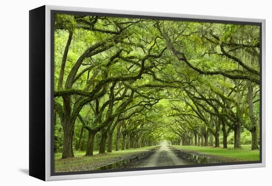 Oaks Avenue 1-Moises Levy-Framed Premier Image Canvas