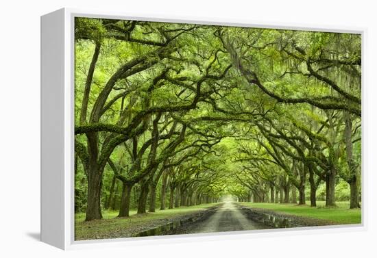 Oaks Avenue 1-Moises Levy-Framed Premier Image Canvas